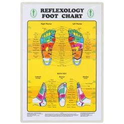 Foot & Hand Reflexology Chart