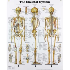 Human Skeletal System Chart
