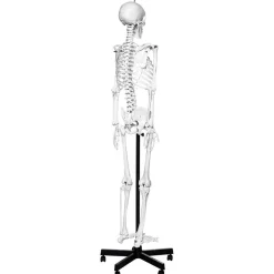 Human Skeleton Model With Stand On Wheels